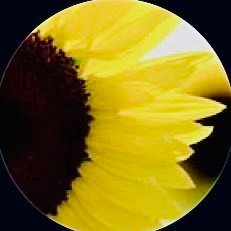 VanderVVtm's profile picture