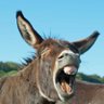 FloppyDonk's profile picture