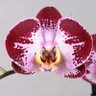 Фото профиля Lírio do brejo