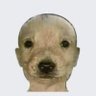 Forseti's profile picture