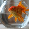 Фото профиля TheLittleGuppy