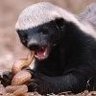 Ratel Streke 的头像