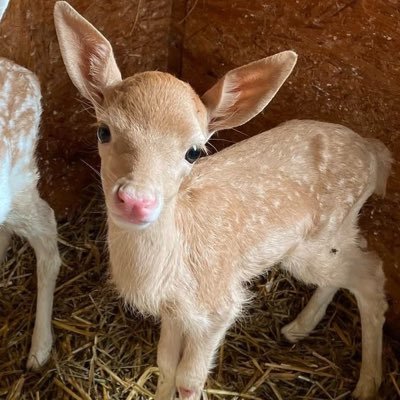 ꒰🍓❛ น้องแมวกลิ่นนมสตอเบอรี่ ❜🍰꒱'s profile picture
