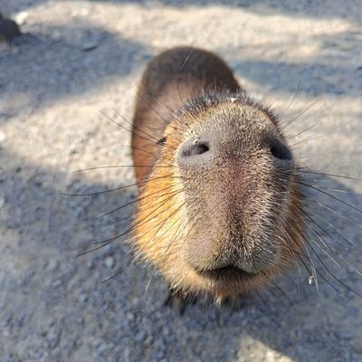 啊嗚啊嗚's profile picture