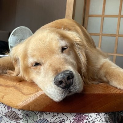 Drgoruchan's profile picture