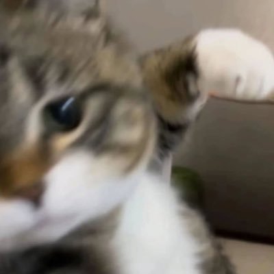 째냥's profile picture