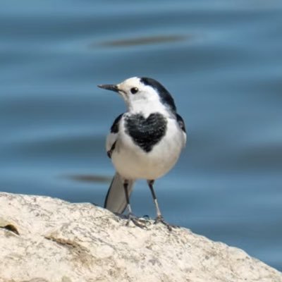 (ᐡ ɞ̴̶̷ . ɞ̴̶̷ ᐡ)'s profile picture