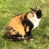 令和な猫(昭和な猫改め)'s profile picture
