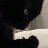Profilbild von Kittenish