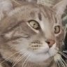 Котячій маразм profil fotoğrafı