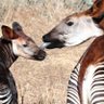 savetheokapis profil fotoğrafı