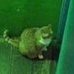 Profilbild von gato viado