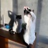 cat's profile picture