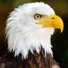 Muhammad Azeem Kakar profil fotoğrafı