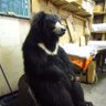 Makoto Shirasaki's profile picture