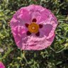 Mollie B Darned profil fotoğrafı