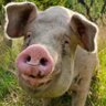 Profilbild von Porky Pig