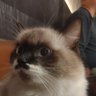 Profilbild von Hao