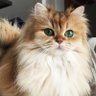 Profilbild von FluffyCat