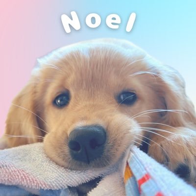 ゴルイヌノエル𝜗𝜚꙳.*'s profile picture