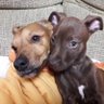 Pipo&Luna 的头像