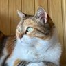 Фото профиля Poimenas_ap'ta_tartara