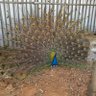 Shiran Savorai's profile picture