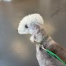 Profilbild von Bedlington Bunty