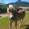 Dan Casini profil fotoğrafı