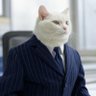 قطوط باشا's profile picture