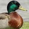 Фото профиля Rubherducky