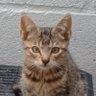 Kovalsky's profile picture