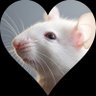 tournier 🐭 profil fotoğrafı