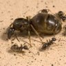 Queen ant & 1.3 millions ants profil fotoğrafı