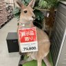 sola 的头像