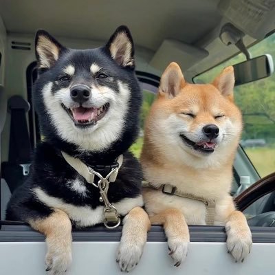 AsaMameshiba's profile picture
