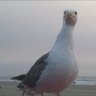Bird 的头像