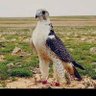 سمو الحرف profil fotoğrafı