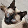Кот который не спит's profile picture