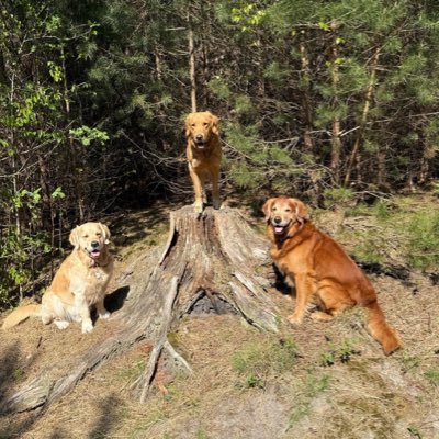 Marianne🌞🐾Ook Blue Sky @marianner.bsky.social's profile picture