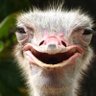 eiei's profile picture