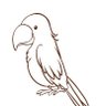parrot profil fotoğrafı
