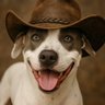 Suzie PitBull's profile picture