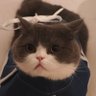 licongming_'s profile picture