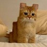 Profilbild von 撸毛养猫lumao.eth