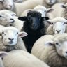 Profilbild von The Black Sheep