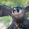 Rashed profil fotoğrafı