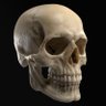 Hautacuperche's profile picture