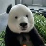てんちゃ's profile picture