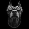Фото профиля AlfaDog